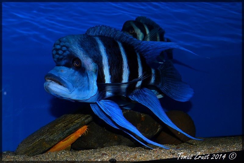 Cyphotilapia gibberosa 'Kapampa'